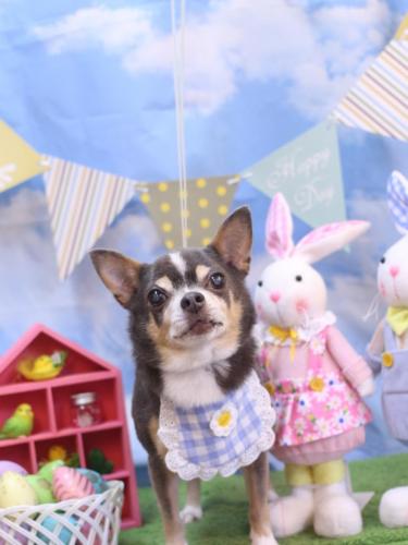 20240309メルくん